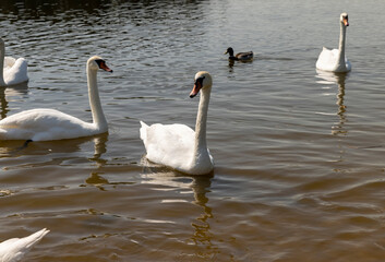 white adult swans feed in sunny weather