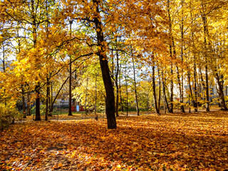 autumn trees in the park