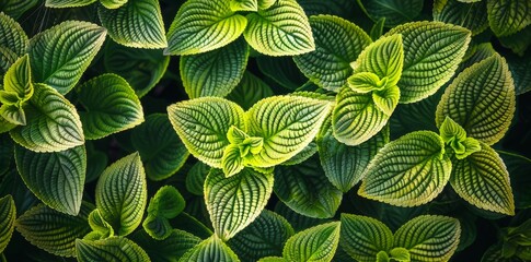Detailed view of a green plant with lush leaves in close proximity, showcasing intricate patterns and textures