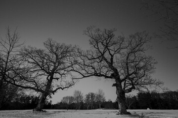 Dancing in the Starlight