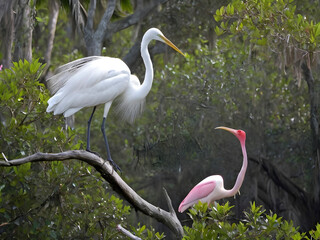 Obraz premium Great Egret and Spoonbill in Treetop Harmony