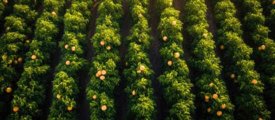 Aerial view of ripe mango trees in a field