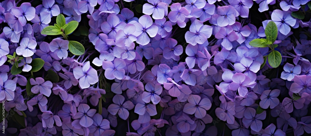 Canvas Prints Purple flowers with green leaves against black