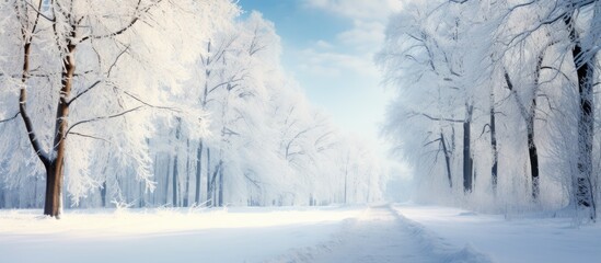 Snowy path through a forest