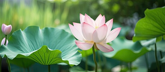 Lotus flower surrounded by green foliage