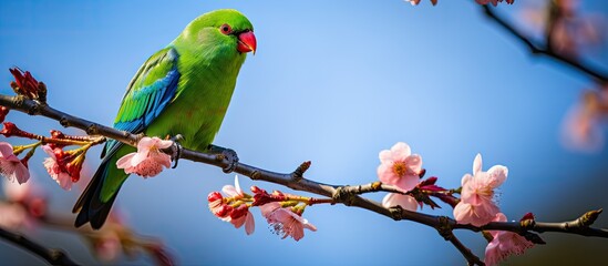 Green parrot on branch with pink flowers
