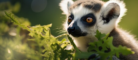 Fototapeta premium A lemurs curious gaze into the camera
