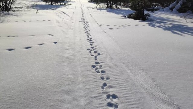footprints in the snow in the forest