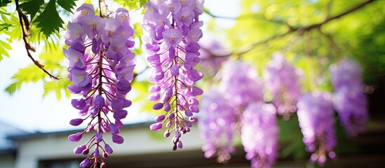 Purple flowers hanging from tree in front of house - Powered by Adobe