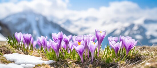 Purple crocuses in bloom on snowy mountain slope