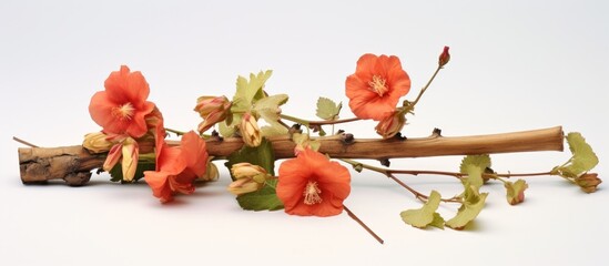 Branch of tree with flowers and leaves on white background