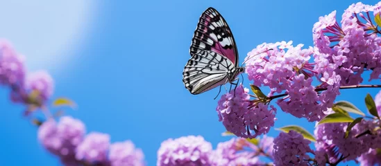 Zelfklevend Fotobehang A butterfly perched on a tree branch © Ilgun