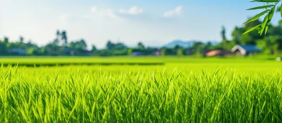 Tuinposter Grass field with distant house © Ilgun