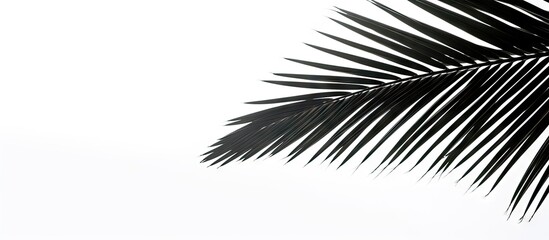 Palm leaf hanging from tree