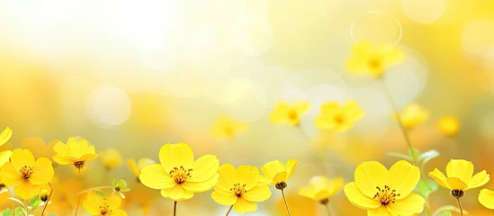 Rolgordijnen Yellow flowers in a field with a bright sunlight © Ilgun