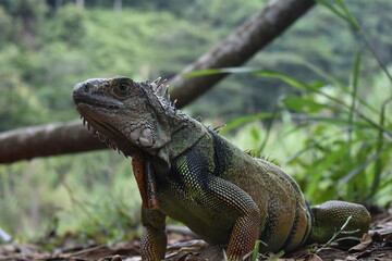 Iguana primer plano