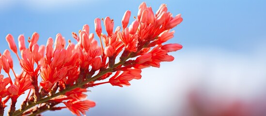 Red flower on stem close up red ocotillo cactus blooming