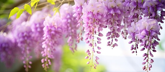 Purple flowers hanging from tree branch in garden - Powered by Adobe