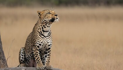 A Leopard With Its Head Held High Scenting The Br Upscaled 2