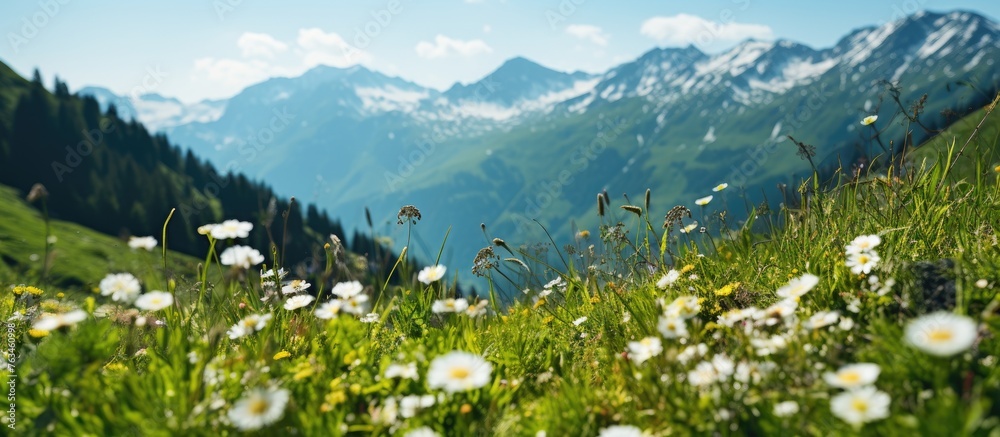 Sticker Field of wildflowers with lush mountains in background