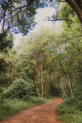 dirt trail in the forest