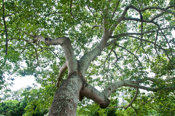 Fototapeta premium Tree in park
