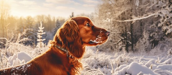 Dog sitting peacefully in snow, Irish Setter searching for birds in forest