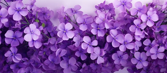 Purple flowers in a line on a white surface