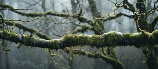 Mossy tree branch in forest