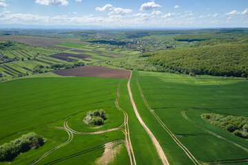 Fototapeta na wymiar Aerial view of green farm fields in summer season with growing crops. Farming and agriculture industry