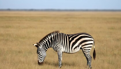 Fototapeta na wymiar A Zebra Grazing On The Savanna Grasslands Upscaled