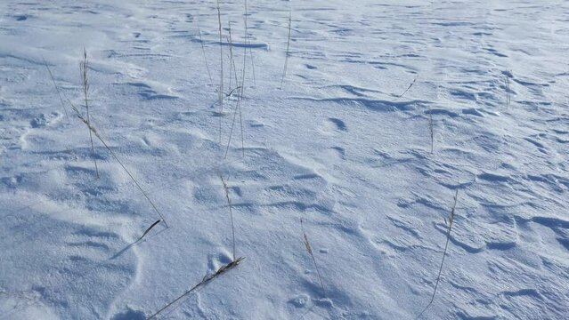 blizzard closeup, wind and snow