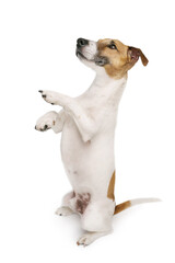 Smiling trained dog stands on its hind legs and performs a trick command. Adorable small Jack Russell terrier isolated on white