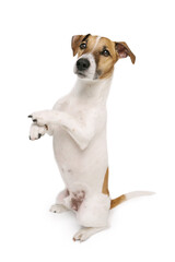 Smart trained dog stands on its hind legs and performs a trick command. Adorable small Jack Russell terrier isolated on white