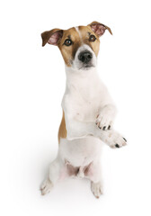 Cute trained dog stands on its hind legs and performs a trick command. Adorable smart Jack Russell terrier isolated on white