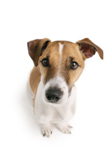 cute dog Jack Russell terrier view from the top angle devoted look on white background. Cute pet...