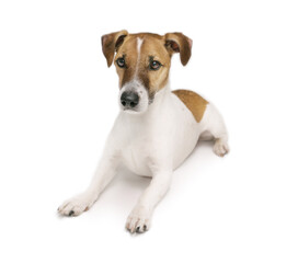 Dog isolated lying down on white. Cute pet Jack Russell terrier with serious face waiting for play. 
