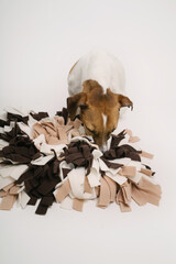 Curious Jack Russell terrier dog paying eating using snuffle mat searching for food treats. dog puzzle. Studio shot. Curios small pet Jack Russell terrier