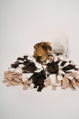 Curious dog paying eating using snuffle mat searching for food treats. dog puzzle. Studio shot. Curios small pet Jack Russell terrier