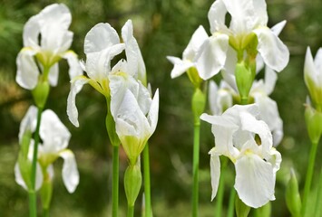 photos of various garden flowers, white lily
