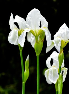 photos of various garden flowers, white lily