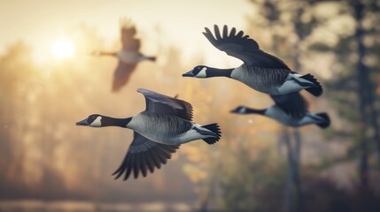 Canada geese fly in an O shape.