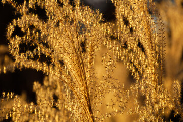 Backlit ornamental miscanthus or silvergrass turn gold at sunset - 763466536