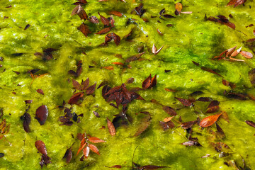 Red autumnal leaves on a bed of green algae as background