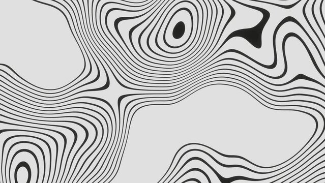 3d black and white abstract wallpaper. Outline Topographic geography map. Moving waves on white background. Zebra Liquid terrain texture pattern. Animation loop 30fps 4k