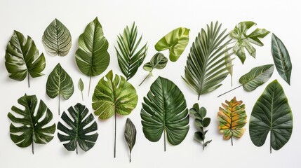 A vibrant set of lush tropical leaves isolated on a crisp white background, invoking the verdant beauty of exotic paradises.