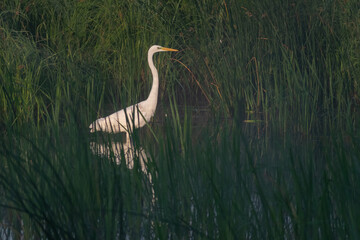 great blue heron ardea alba