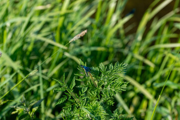 Blue beauty dragonfly when mating
