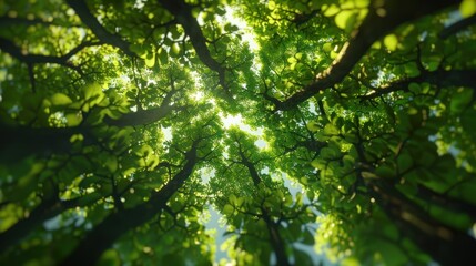 Fototapeta na wymiar Beautiful green star-shaped tree. 