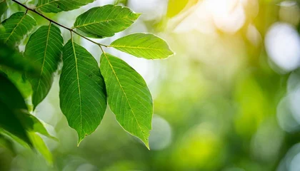 Fototapeten beautiful nature view green leaf on blurred greenery background under sunlight with bokeh and copy space using as background natural plants landscape ecology wallpaper concept © Richard